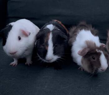 Rescue Guinea Pig Guinea Pigs for Adoption - Mr. Fluffington, Mr. Squeaks & Mr. Mocha | PetCurious
